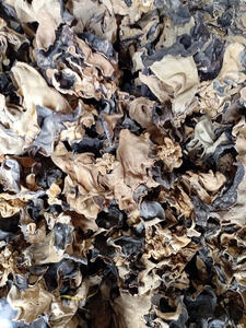 Hongo de oído de nube de Vietnam, se seca cuidadosamente para mantener su textura espesa, superficie limpia y en condiciones listas para exportación. - Product Image 2