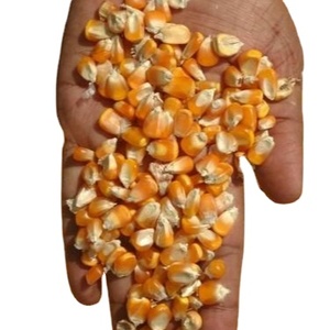 Yellow Corn In Premium Quality For Sale In India - Product Image 1