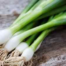 1000 Pcs Seeds Fresh Firik Bitterless Fresh Green Onion Seed Organic Garden Harvested Seed Gift Seed