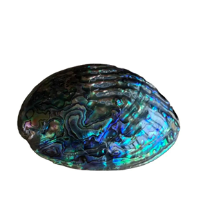 Carcasa de abulón pulido Natural para decoración, espacio marino de Vietnam, superventas - Product Image 1