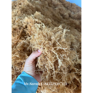 Musgo marino salvaje crudo Eucheuma Cottonii orgánico secado al sol musgo irlandés salado y sin sal al por mayor oro/Blanco/púrpura. - Product Image 6