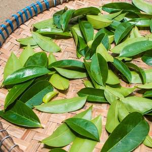 Feuilles de corossol bio pour thé de bien-être Qualité supérieure, exportation directe du fabricant vietnamien Meilleure qualité pour l'exportation - Product Image 2