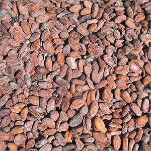 Granos de Cacao de Origen Seleccionado para Pedidos de Importación a Granel con Rico Aroma, Sabor Natural y Calidad de Exportación para Importadores Globales - Product Image 6