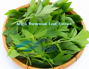 HGO Fournisseur direct d'extrait de feuilles d'armoise pure naturelle de qualité alimentaire, spécifications 5:1 10:1 20:1 - Product Image 2