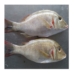 ปลาจักรพรรดิแช่แข็ง ปลาทั้งตัว ขายส่ง ผู้ส่งออก - Product Image 6