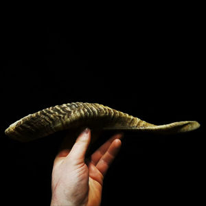 Cuernos de Oveja Reales, Cuernos Naturales Pulidos para Decoración y Manualidades, Alta Calidad - Product Image 1