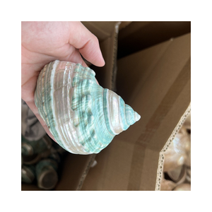 Turbo Burgess Seashells decorativo-Procedente de Vietnam, alta calidad, varios tamaños, estándar de exportación - Product Image 2