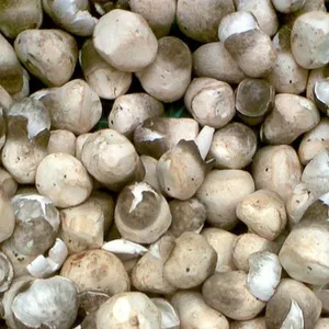 Funghi di paglia puliti in scatola deliziosi e possono essere utilizzati immediatamente