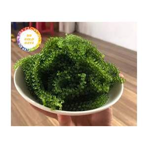 Exportador de uvas marinas de Vietnam que suministra algas de caviar verde fresco de primera calidad para ensaladas de estilo de vida saludable y industria de restaurantes finos - Product Image 5