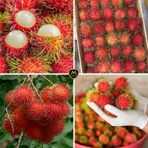 Rambután Fresco de Alta Calidad de Vietnam - Fruta Tropical Dulce y Jugosa - Product Image 2