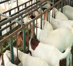 NUEVO PRODUCTO: Estructura de Acero Ligero ASTM para Ganado de la Marca Makamane, con Servicios de Soldadura, Corte y Doblado - Product Image 1