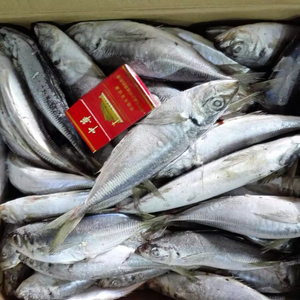 Sea Frozen Whole Round Jack mackerel / Horse mackerel Fish para la venta de cebo Big Eye SCAD Round SCAD China Seafoods - Product Image 2