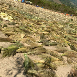 Vietnamese High Quality Raw <b>Material</b> Grass for Broom With 100% Eco-friendly <b>Materials</b> Hand Broom - Product Image 5