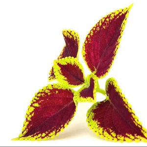 Extrait de Coleus Forskohlii en poudre de la marque IGC, Forskolin 10%, 20%, 98% - Product Image 2