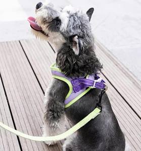 Correa para Perro con Diseño Animal, Cierre de Hebilla, Ajustable, Impermeable, Reflectante, Hecha de Poliéster/Nailon, Fabricada en Vietnam - Product Image 6