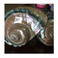 Ligne bleue de coquillage poli de haute qualité-Coquille de mer à bon prix pour la décoration de cadeaux-couleur bleue de coquillage de décor de haute qualité