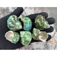 100% conchas naturales de Naticidae verde de Vietnam - Product Image 3