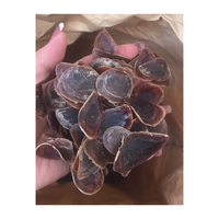 Alta calidad Murex Operculum Seashell Abalone Shell Limpet Murex Operculum Snail Shell con precio barato de Vietnam para el comprador