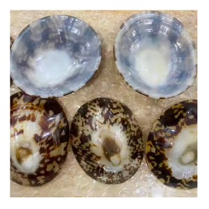 La concha de Lapa es imprescindible para su decoración: Vietnam naturalmente elegantes de conchas, perfectas para acentos de fiesta fáciles y tendencias de regalos virales - Product Image 6