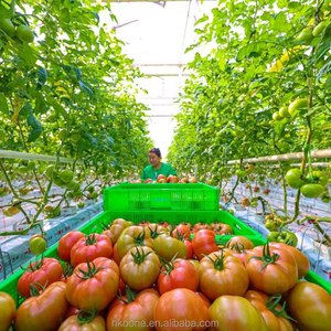 โรงเรือนพลาสติกแบบช่วงเดียวสำหรับปลูกมะเขือเทศในเม็กซิโก ระบบโรงเรือนเกษตรเชิงพาณิชย์ - Product Image 6