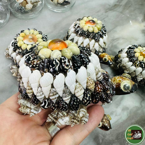 Décoration personnalisée en coquillages, utilisant des coquillages véritables pour l'artisanat décoratif et les souvenirs en provenance du Vietnam - Product Image 2