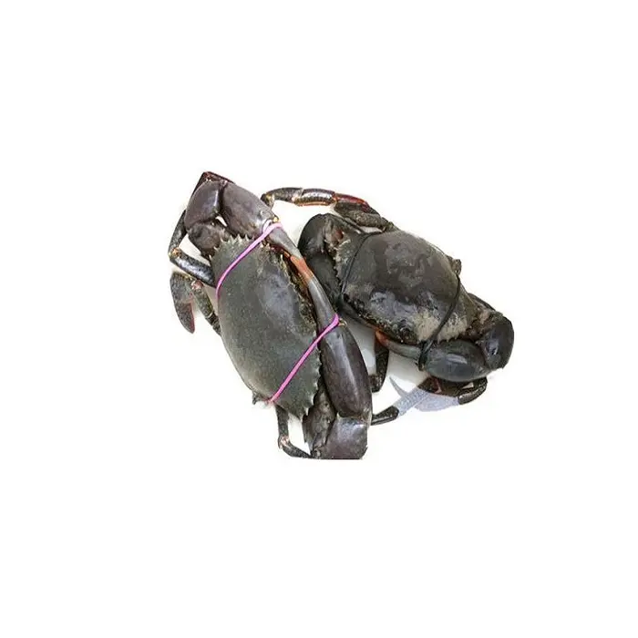 Crabe du roi vivant de haute qualité à vendre, fournisseur en vrac Offre Spéciale crabe de boue vivant, crabe de neige de boue bleue congelée