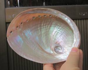 Exquisita concha de abulón para diseño de joyería, manualidades creativas, decoración e ideas de estilo para el hogar - Product Image 6