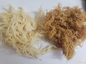 Approvisionnement en vrac d'algues marines séchées de type Eucheuma de qualité alimentaire pour la fabrication de produits végétariens et végétaliens - Product Image 3