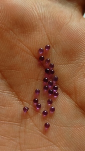 Venta al por mayor lote de amatista Africana natural cabujón suelto 2mm redondo espalda plana piedras preciosas joyería gemas Cuerpo a Cuerpo - Product Image 2