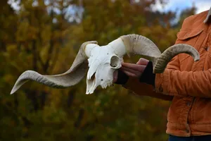 Shofar de Cuerno de Carnero Natural, Instrumento Tradicional Judío Hecho a Mano, Recuerdo Náutico, Decoración Ecológica para el Hogar - Product Image 6
