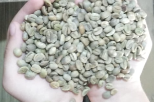 Granos de Café Verde Crudo Brasileño Sin Tostar, a Granel de Nueva York, de Granjas de Minas Gerais, Vida Útil de 12 Meses, Almacenado en Almacén Seco - Product Image 4