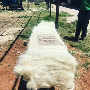 Fibra cruda UG SSUG fibra de sisal que podemos suministrar desde Kenia - Product Image 1