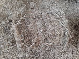 MS Amelia Huynh เมล็ดข้าวสาลีแห้งอาหารเลี้ยงปลาวัวสำหรับตลาดส่งออกดอกบัวสีน้ำเงิน - Product Image 5