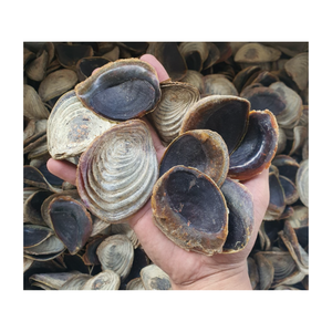 เปลือกที่มีคุณภาพพรีเมี่ยม limpet, murex operculum และหอยทากเปลือกหอยจาก99ทอง - Product Image 2