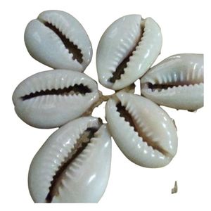 Collar bohemio de concha para clavícula, cadena de playa, playa, cauri, naturaleza, Puka, joyería - Product Image 1