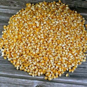 Maíz Amarillo Glutinoso Seco Orgánico 100% Natural de Origen Estadounidense, 24 Meses de Vida Útil, para Consumo Humano y Alimentación Animal - Product Image 1