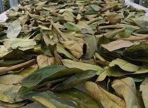 AUTÉNTICAS HOJAS DE URENTA SECAS DE VIETNAM-PRODUCTO HERBAL DE ALTA CALIDAD PARA LA EXPORTACIÓN - Product Image 4