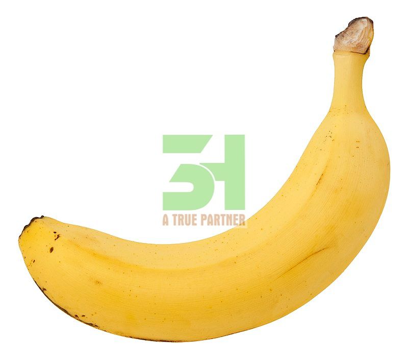 Кавендиш банан из 100% органического свежего в сельскохозяйственном Вьетнаме готов к отправке с лучшей поддержкой