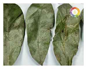 Feuilles de Corossol Graviola cultivées et séchées au Vietnam Feuille de thé de qualité d'exportation adaptée aux conteneurs en vrac et aux distributeurs de détail - Product Image 2