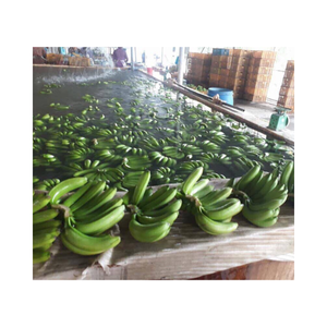 Premium Quality Fresh Bananas - Wholesale Supply from Vietnam with <b>Sweet</b> Taste and High-Quality - Hot Selling Fresh bananas - Product Image 2