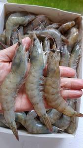 Mejor Oferta: Camarones Vannamel Congelados, Mariscos Congelados, Deliciosos Camarones Vannamel Congelados para las Fiestas - Product Image 4