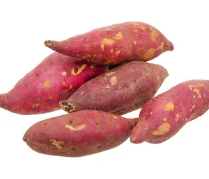 Ipomoea batatas khoai lang Nhật Bản hình trụ thuôn dài màu tím sẫm da có thể được luộc chiên nướng hoặc chế biến