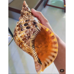 Decoración de Conchas Marinas Tropicales |   Color Natural Vibrante |   Artículo de Decoración de Interiores con Temática Playera de Moda - Product Image 5