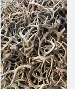 Cuernos de Ganado Naturales de Primera Calidad para Masticar por Mascotas, Manualidades, Decoración del Hogar, Larga Vida Útil, Almacenamiento en Seco y Fresco - Product Image 3