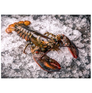Langostas Congeladas de Nueva Zelanda, Alta Calidad, Frescas, Capturadas en el Campo, Proveedor de Exportación a Granel de Mariscos - Product Image 2