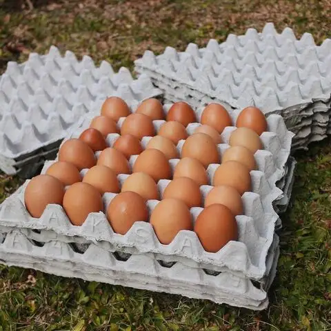 신선한 치킨 테이블 계란 & 수정된 부화 계란