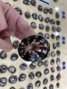 HIGH QUALITY Limpet Shell Use For Handmade <b>Craft</b> Project And Display Application For Wholesale Vietnam - Product Image 5