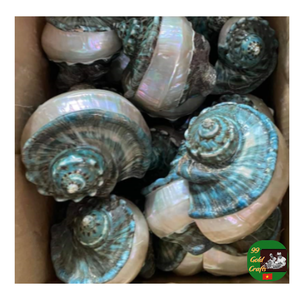 Coquille de conque décorative, coquille de conque naturelle Turbo Shell fournisseur en gros pour la décoration, coquille de conque bleue non polie propre - Product Image 1