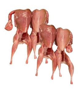 เบคอนออร์แกนิคสดแช่แข็งฆ่าเชื้อแบบขายส่ง บรรจุภัณฑ์สุญญากาศ ทำความสะอาดแล้ว - Product Image 3