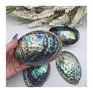 Coquille d'ormeau de qualité supérieure Coquille d'ormeau polie de Nouvelle-Zélande Idéal pour la fabrication de bijoux Artisanat Fourniture d'exportation en vrac en vrac - Product Image 1